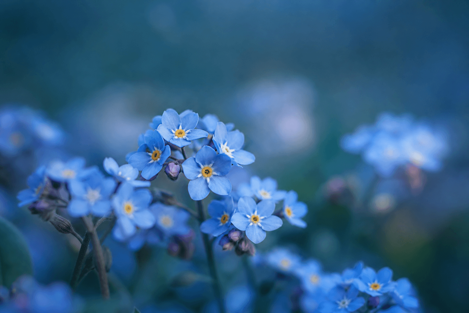勿忘草の花がやわらかく咲くイメージ写真（メインビジュアル）